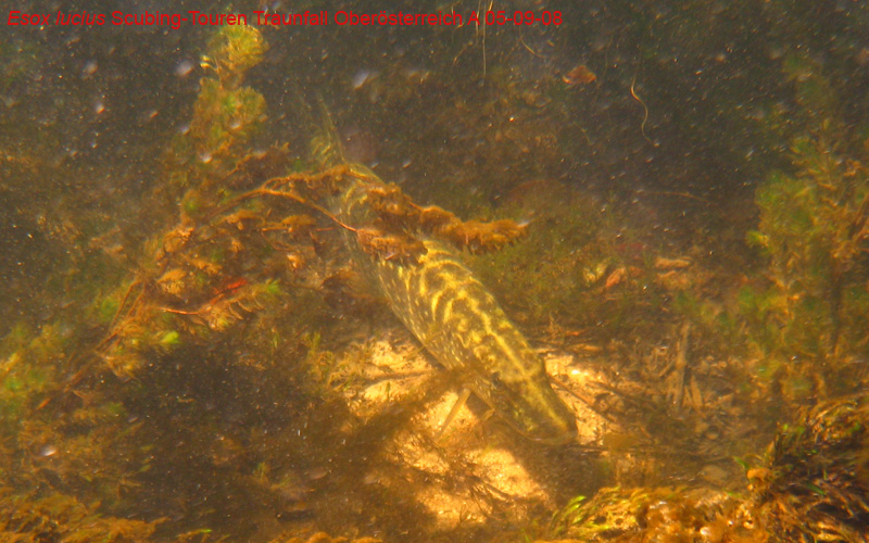Immersione in fiume austriaco